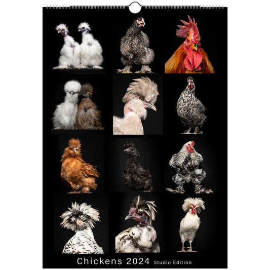 Chickens 2024