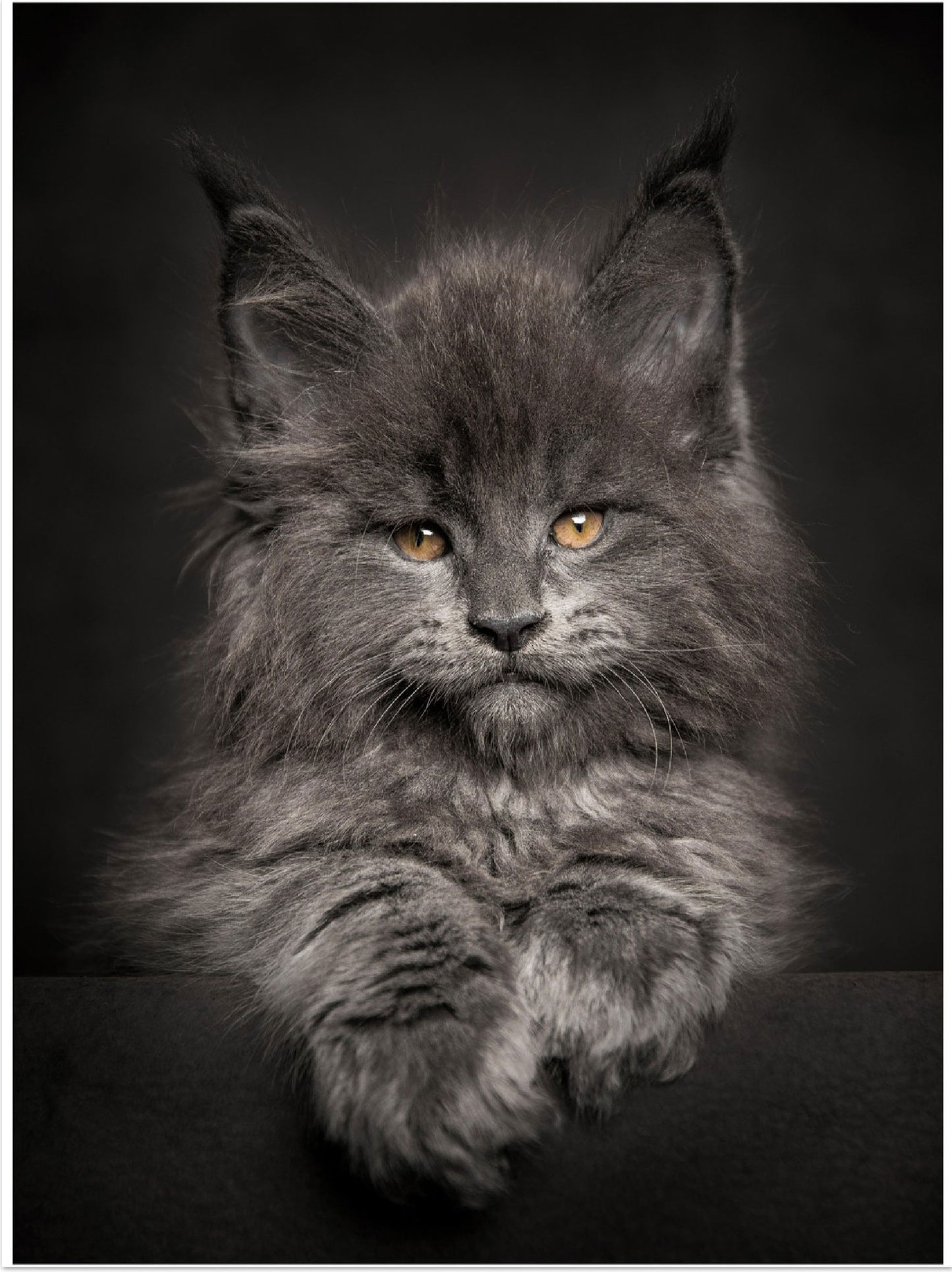 Premium Matte Paper Poster - Hippo