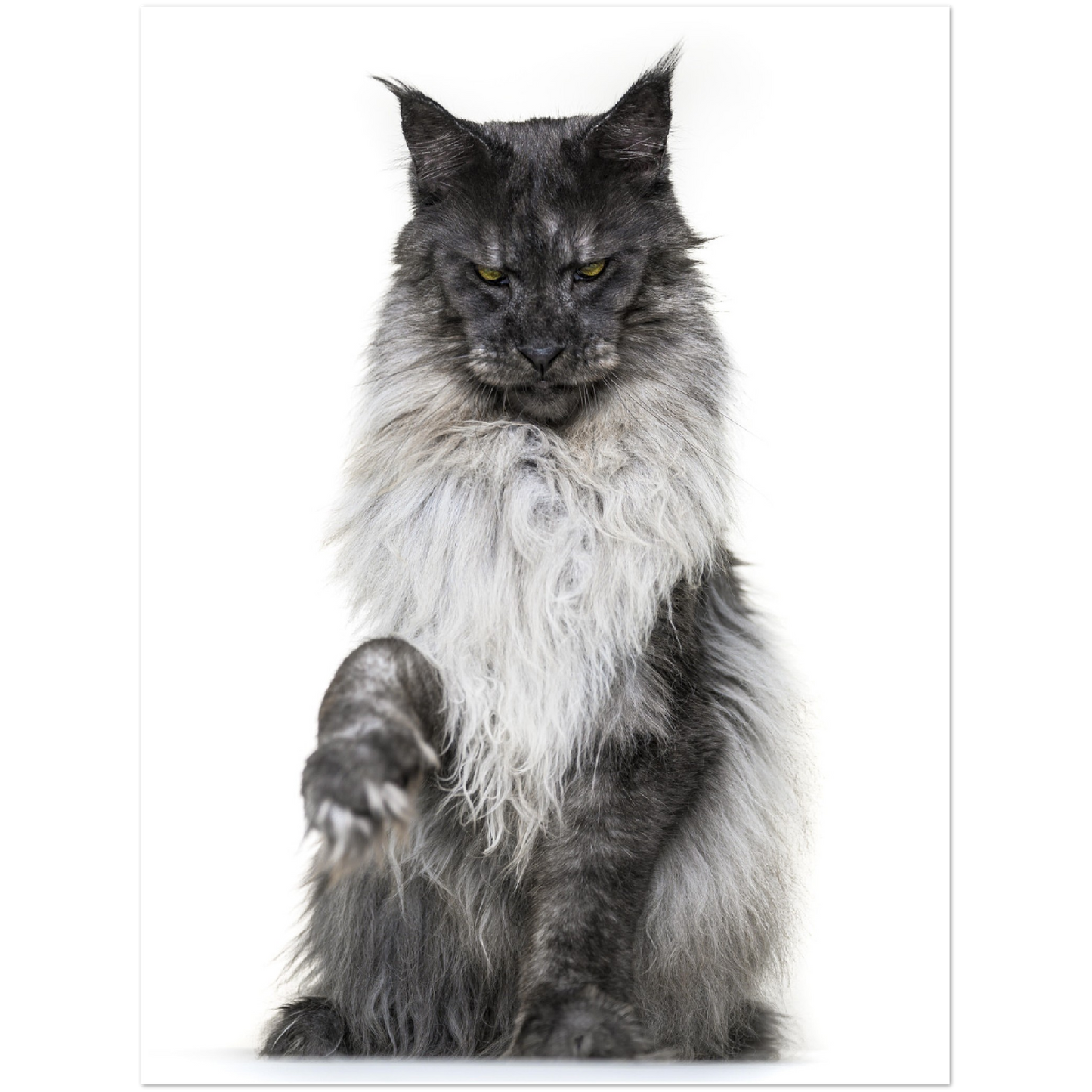 Premium Matte Paper Poster - Kiss my paw