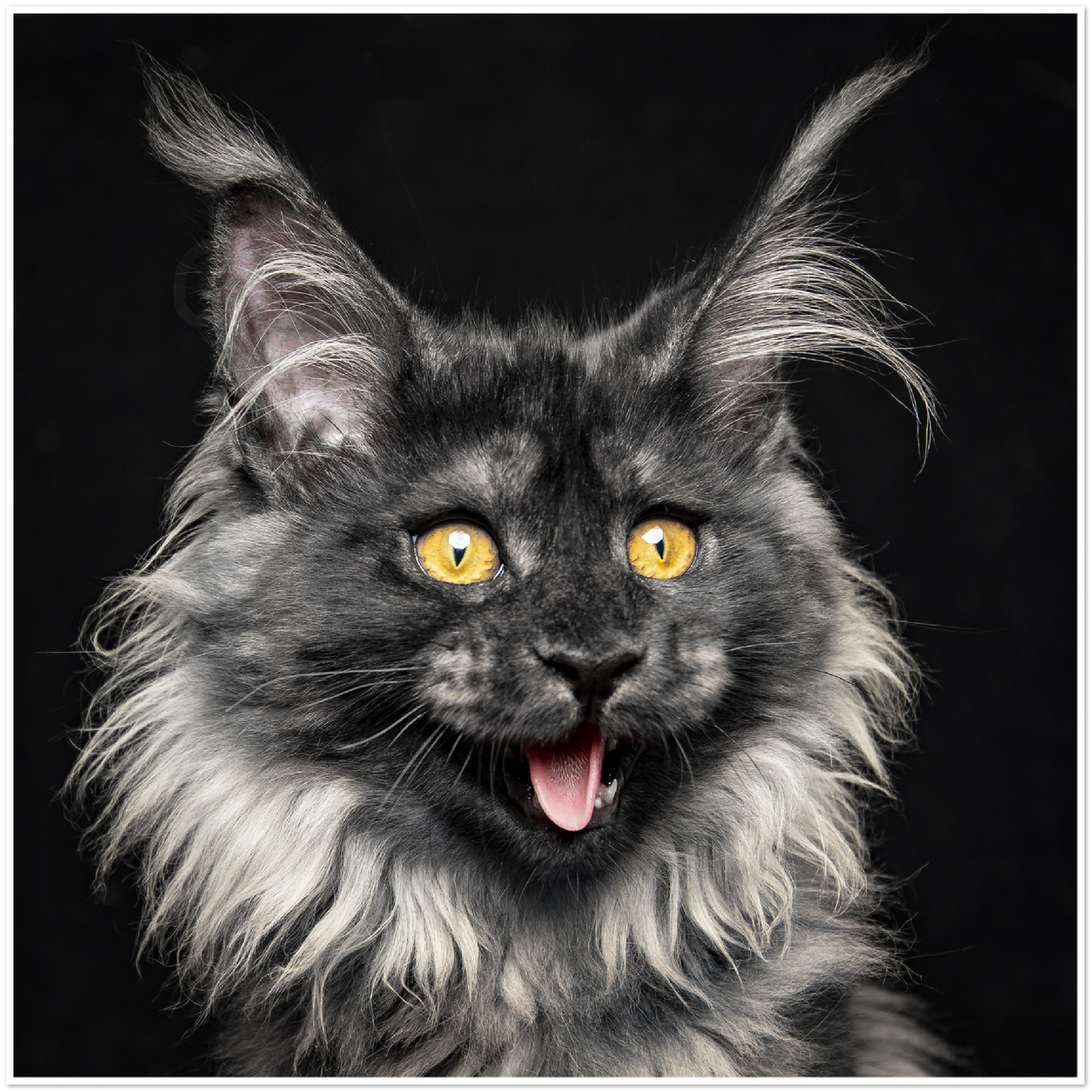 Premium Matte Paper Poster - Because I'm happy