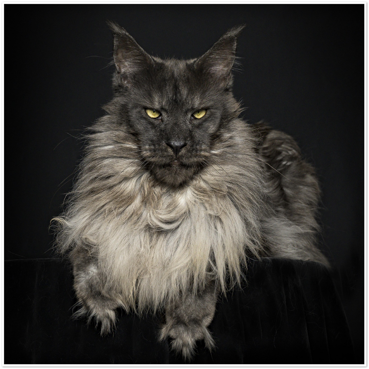 Premium Matte Paper Poster - Mr. ViVo