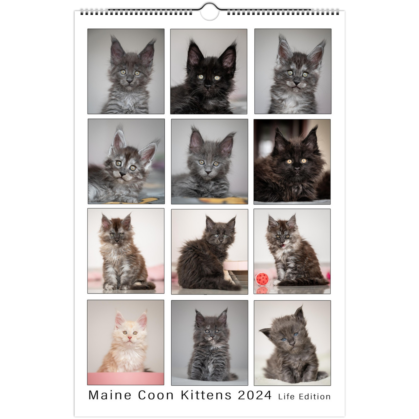 Maine Coon Kittens 2024 (US & CA)