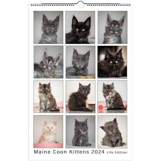 Maine Coon Kittens 2024 (US & CA)