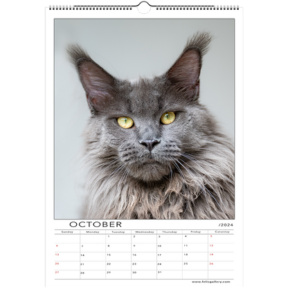 Maine Coon Cats 2024