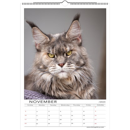 Maine Coon Cats 2024 (US & CA)