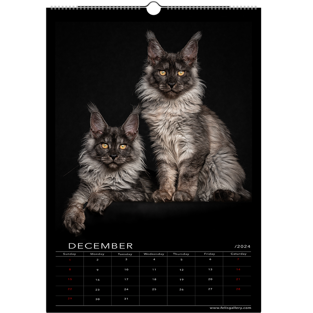 Maine Coon Kittens 2024 (US & CA) Studio Edition