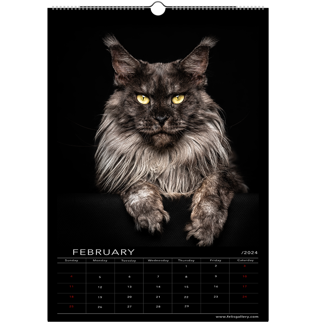 Maine Coon Cats 2024 (US & CA) Studio Edition