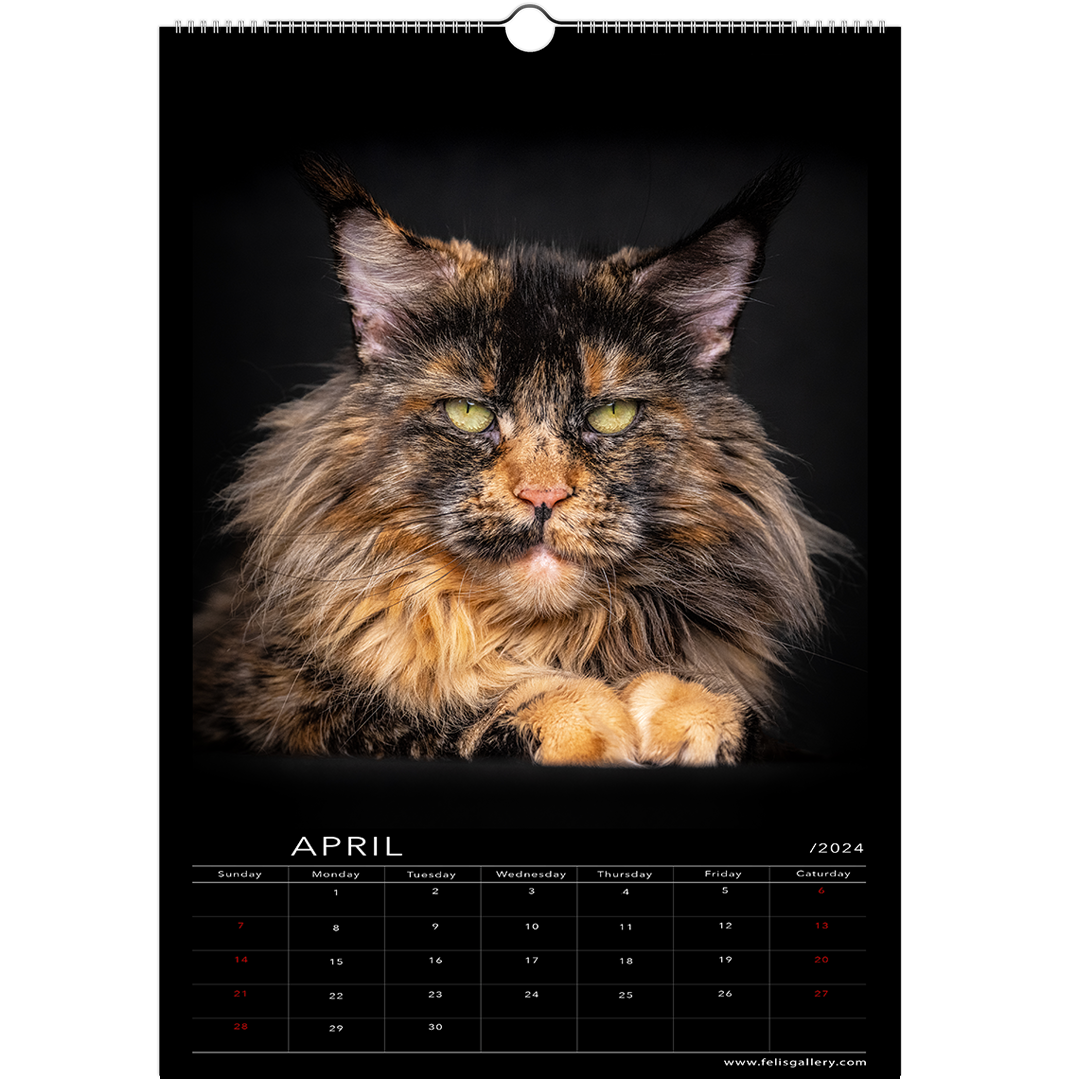 Maine Coon Cats 2024 Studio Edition