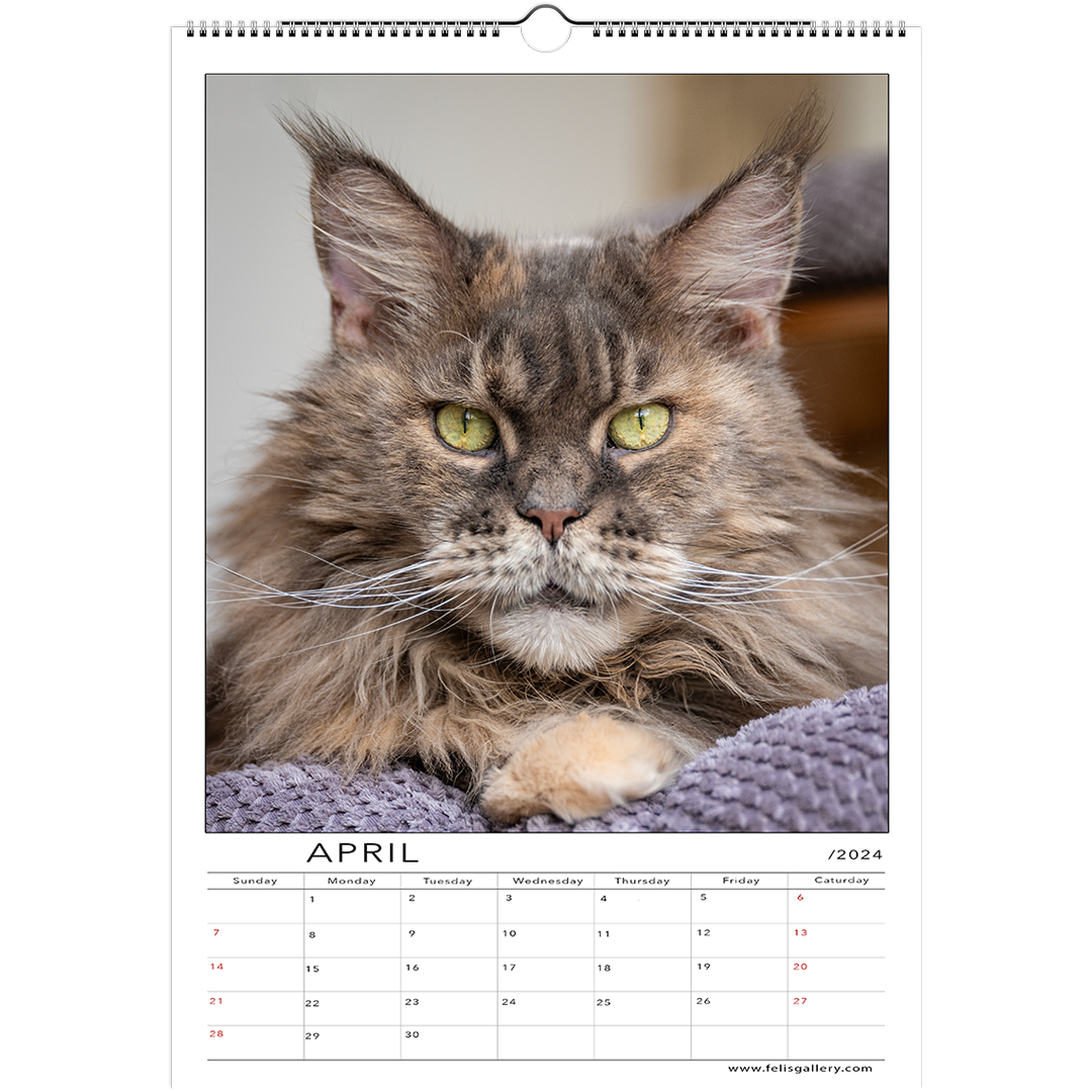 Maine Coon Cats 2024 (US & CA)