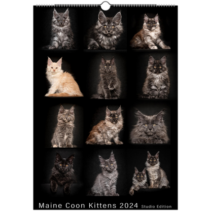 Maine Coon Kittens 2024 Studio Edition
