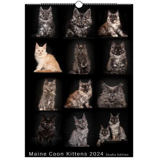 Maine Coon Kittens 2024 Studio Edition