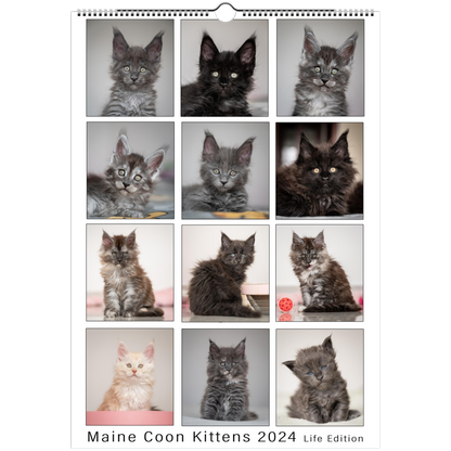 Maine Coon Kittens 2024