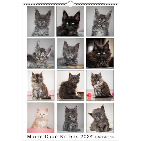 Maine Coon Kittens 2024