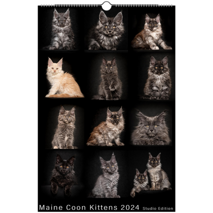 Maine Coon Kittens 2024 (US & CA) Studio Edition