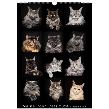 Maine Coon Cats 2024 Studio Edition