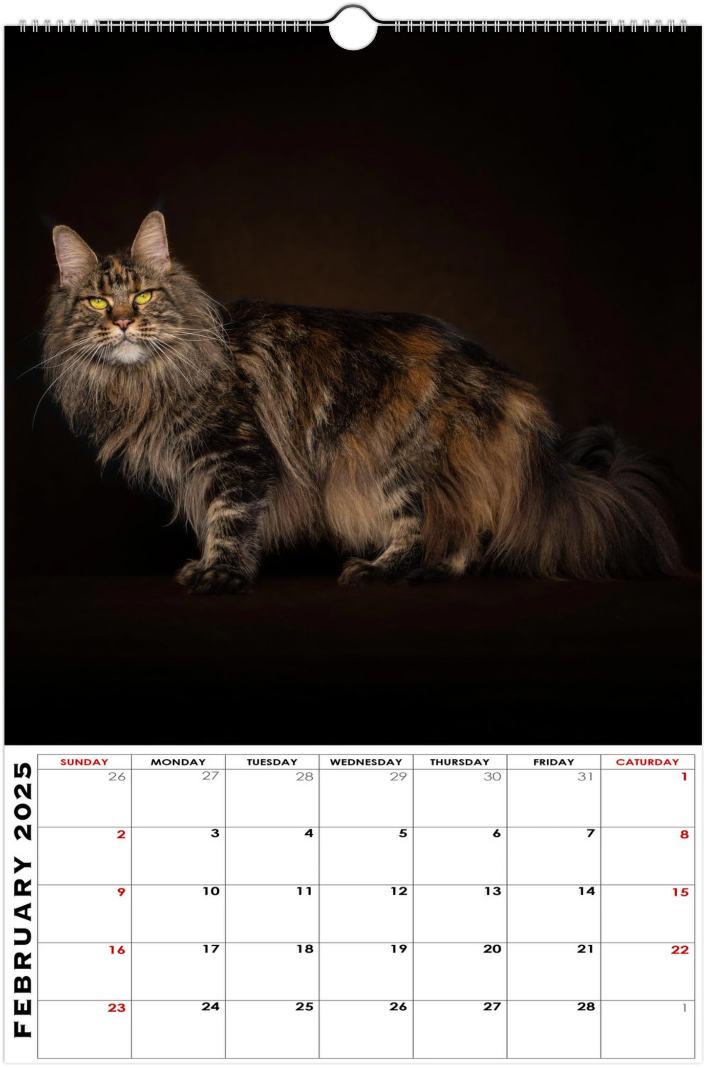 Wall calendar Maine Coons 2025 (US & CA)