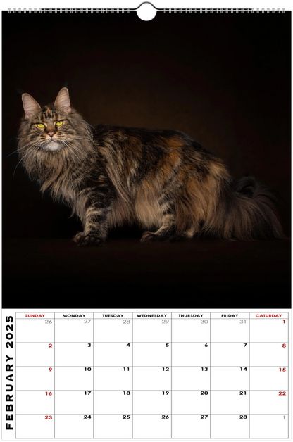 Wall calendar Maine Coons 2025 (US & CA)