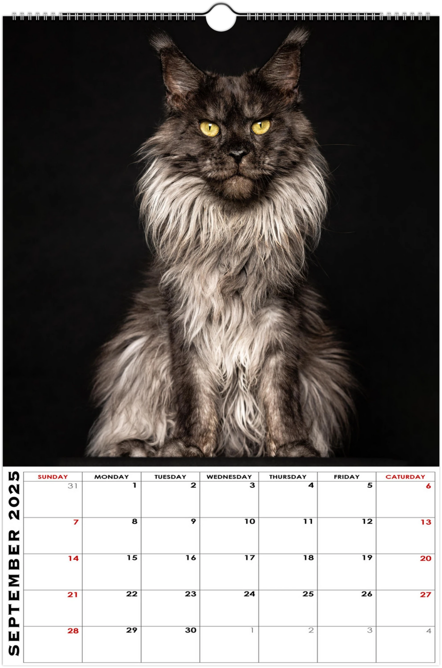 Wall calendar Maine Coons 2025 (US & CA)