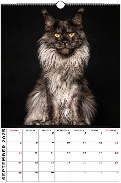 Wall calendar Maine Coons 2025 (US & CA)