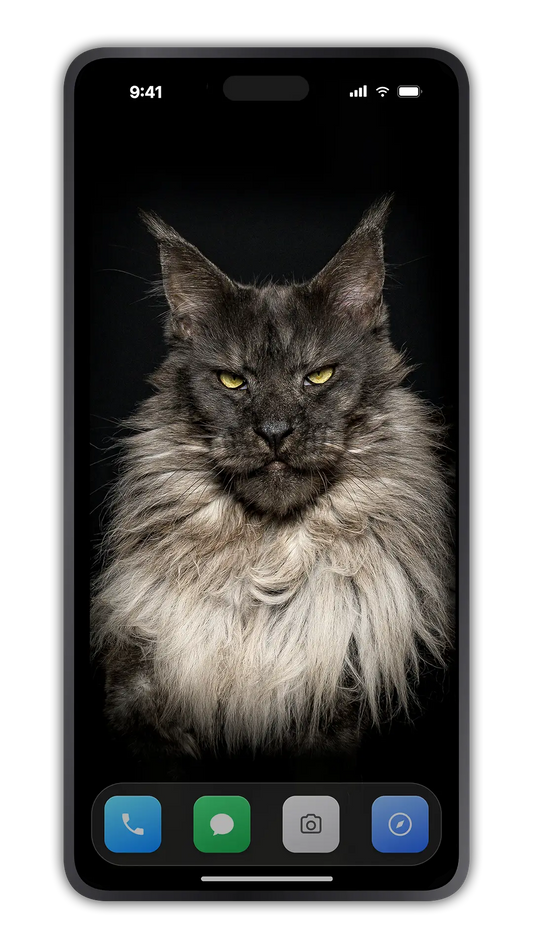 Mr. ViVo, a Maine Coon cat photographed by Robert Sijka, as a phone wallpaper