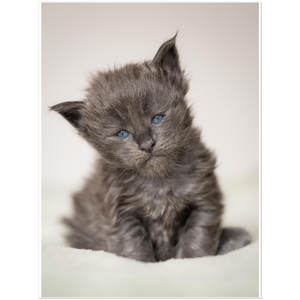 Premium Matte Paper Poster - Little blue
