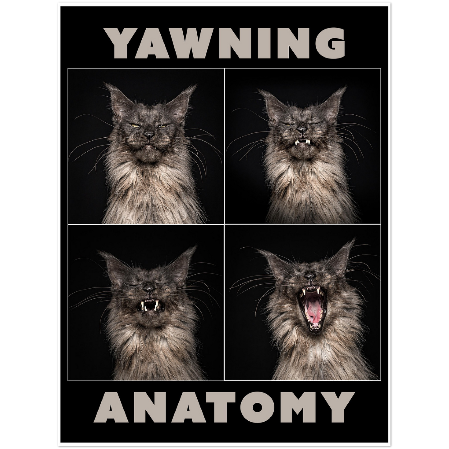 Premium Matte Paper Poster - Yawning